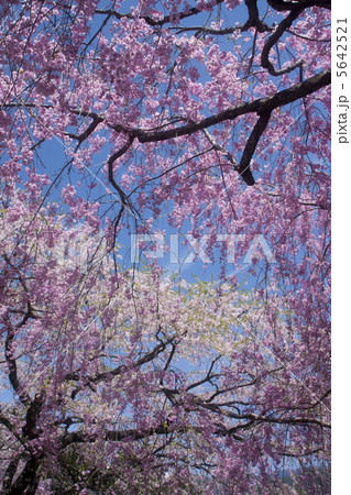 光前寺の桜 5642521