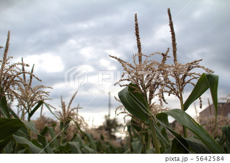 曇りの日の北海道のトウモロコシ畑　野菜畑 5642584