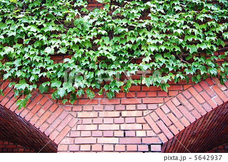 背景素材・赤レンガの桁をおおう蔦の葉・横位置 背景素材・赤レンガの桁をおおう蔦の葉・横位置 5642937