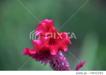 ケイトウの花 5643262