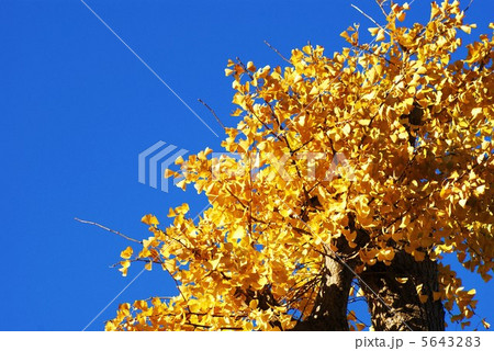 秋の風景・真っ青な空にイチョウの黄葉・横位置左空きアップ 5643283
