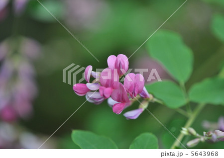 ハギの花 5643968