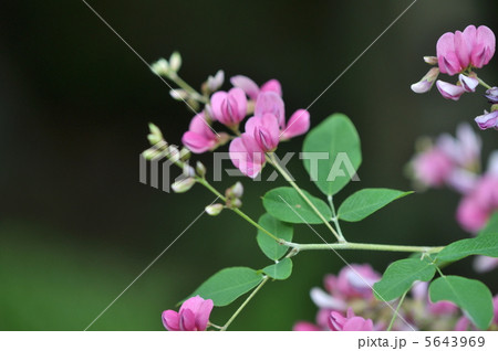 ハギの花 5643969