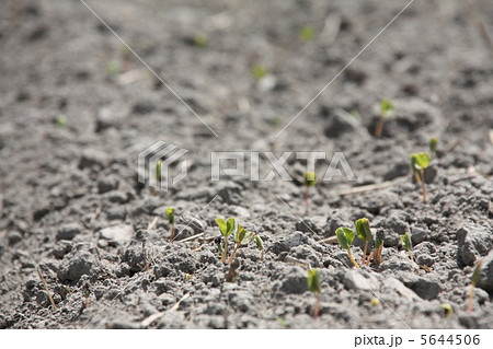 発芽 5644506