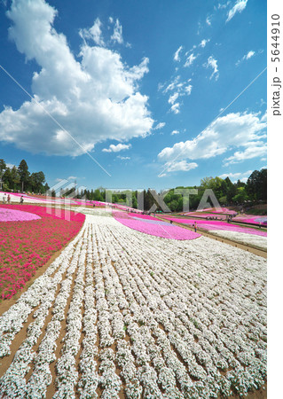 芝桜の丘（秩父市・羊山公園） 5644910