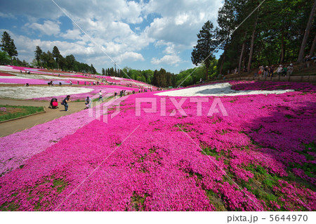 芝桜の丘（秩父市・羊山公園） 5644970