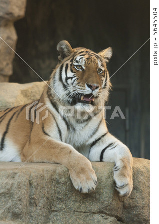 トラ トラ 5645504