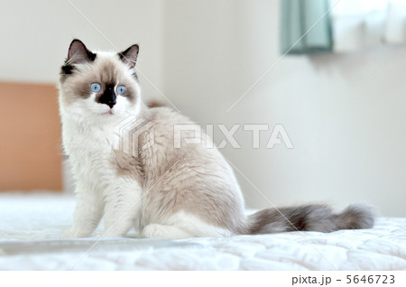 振り返る猫 5646723