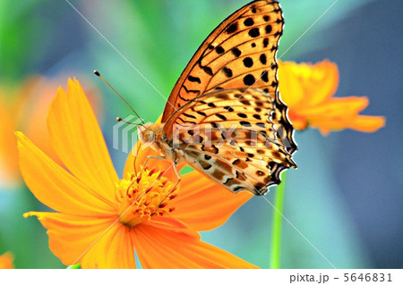 黄色い花と蝶 5646831