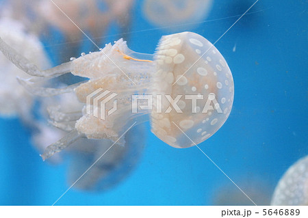 タコクラゲ 5646889