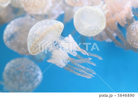タコクラゲ 5646890