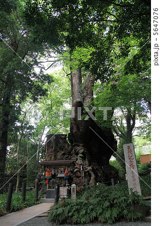 来宮神社の大楠(パワーツリー) 来宮神社の大楠(パワーツリー) 5647076
