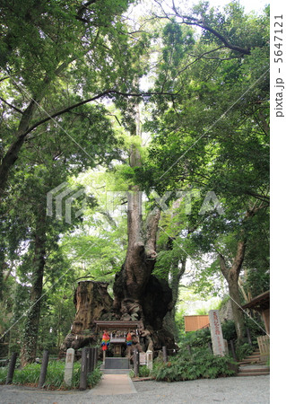 来宮神社の大楠(パワーツリー) 来宮神社の大楠(パワーツリー) 5647121