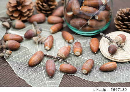 椎の実の写真素材 [5647180] PIXTA