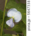しかくまめの花 5647338