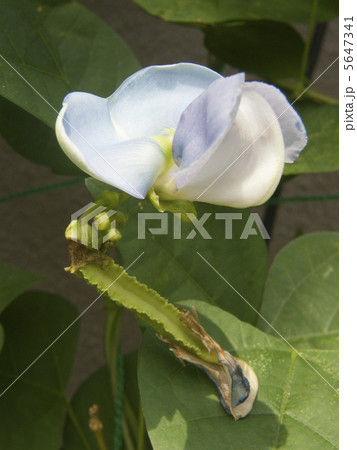 シカクマメ シカクマメ 5647341