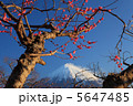 富士と梅 5647485