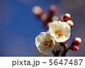 新春 5647487