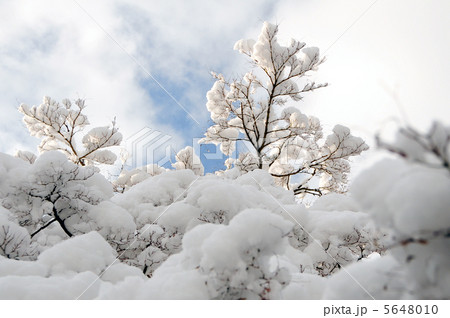 雪の日 5648010