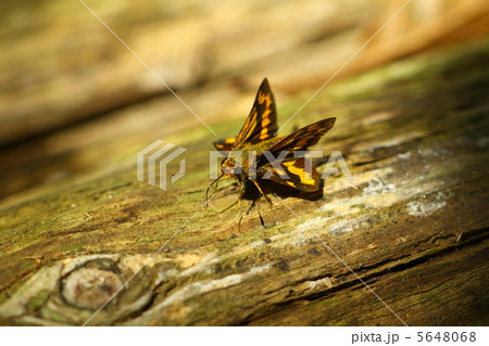 キマダラセセリ キマダラセセリ 5648068