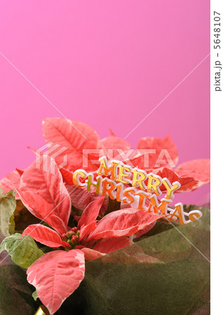 クリスマス ポインセチア クリスマス ポインセチア 5648107