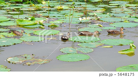 カルガモと蓮 5648175