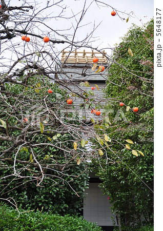 丈山苑　柿と嘯月楼 5648177