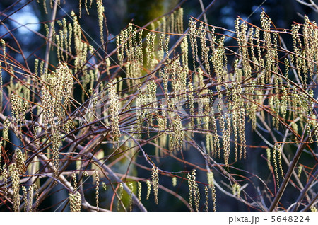 木五倍子　春です。キブシです。まだ蕾です。 5648224