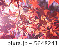 紅葉 5648241
