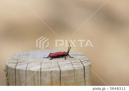 紅髪切虫　ちょっと早く出すぎたかな?　寒くて動けません。 5648311