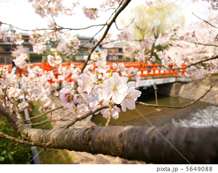 京都　宇治川沿いの桜 5649088