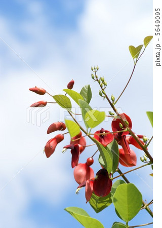 アメリカデイゴ 5649095