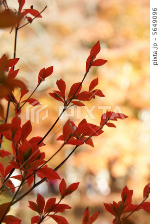 ドウダンツツジの紅葉 5649096