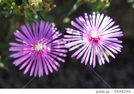 リビングストンデージー リビングストンデージー 5649240