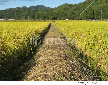 畦道 5649299