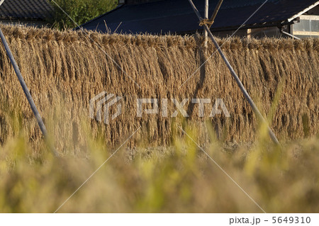 稲穂の天日干し 5649310