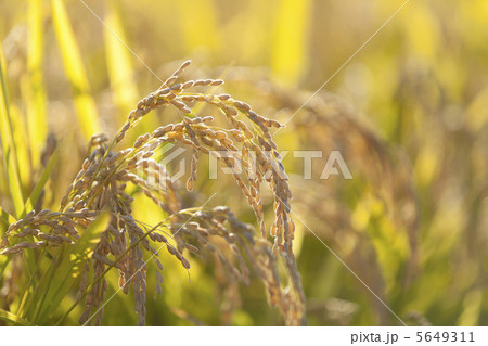 実る稲穂 5649311