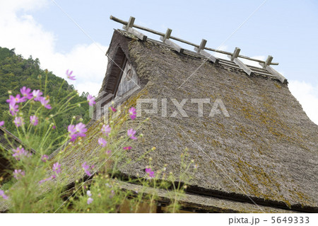 コスモスと茅葺き屋根 コスモスと茅葺き屋根 5649333