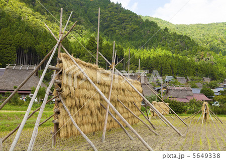 かやぶきの里の稲木 かやぶきの里の稲木 5649338