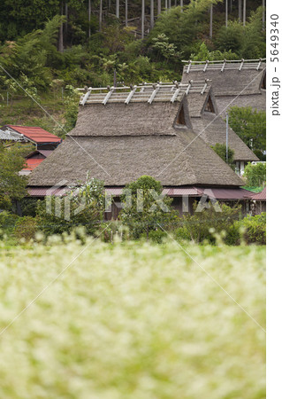 蕎麦畑と茅葺き屋根の家 5649340