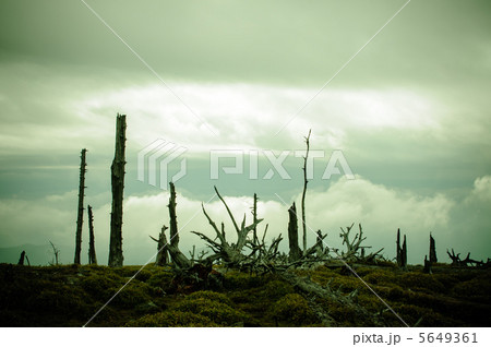 正木峠の立ち枯れ 5649361