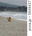 犬 5649437