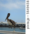 ペリカン 5649438