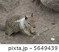 リス 5649439