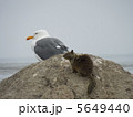 カモメとリス 5649440