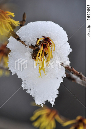 マンサクの花 5649693