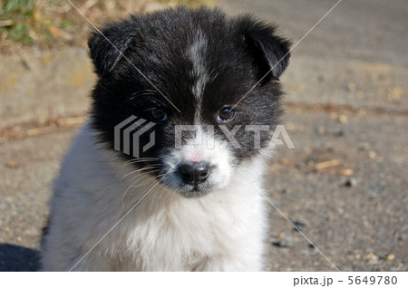 子犬 子犬 5649780