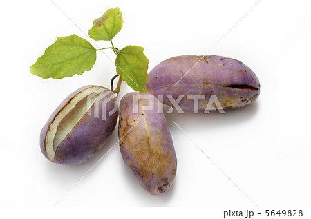 アケビ アケビ 5649828