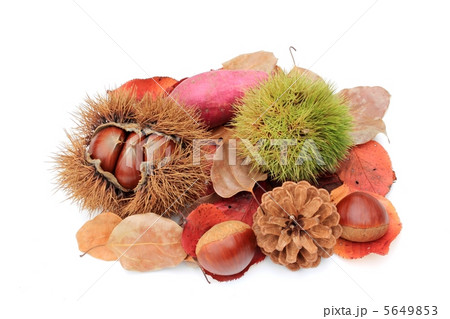 秋の味覚 5649853