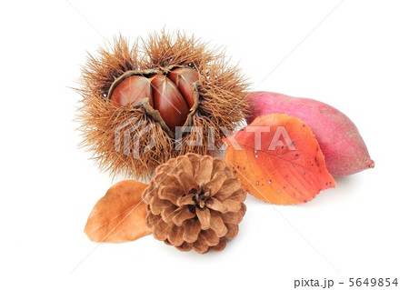 秋の味覚 5649854